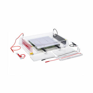 2D & Isoelectric Focusing