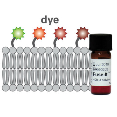 Fuse-It-Colour for membrane labelling