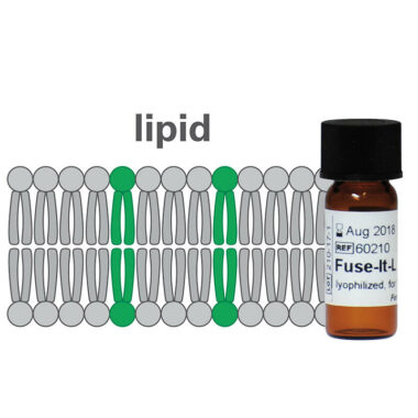 Fuse-It-L for Lipid transfer into living cells