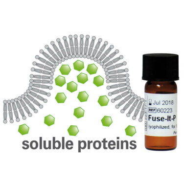 Fuse-It-P for Protein Transfection