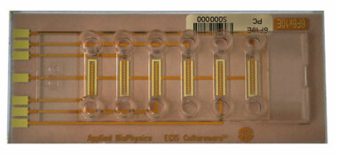 ECIS six channel flow chamber with 10 circular electrodes (0.49 sqr.mm total area) per channel. Lexan substrate. 0.66 mm channel height.