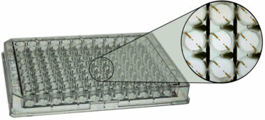 ECIS 96 Well micro titer plate with 2 circular electrodes (0.256 sqr.mm total area) per well. PET substrate