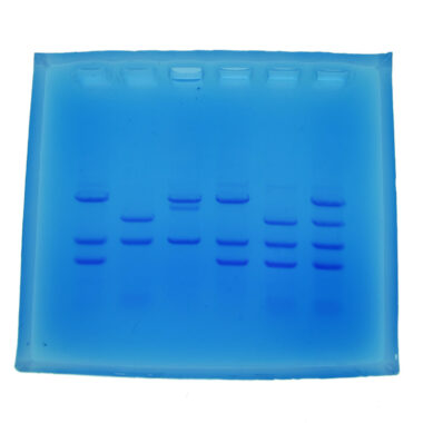 DNA Fingerprinting - Electrophoresis Education kit