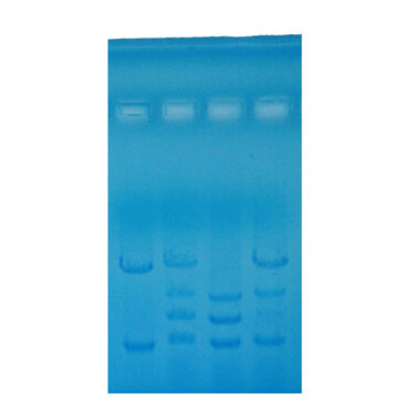 Paternity Testing - Electrophoresis Education kit