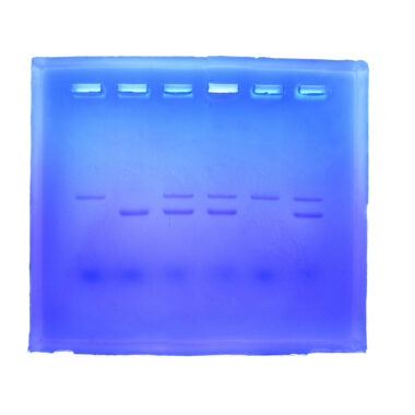 Breast Cancer Genetics - Electrophoresis Education kit