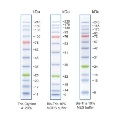 Blue Wide Range Protein Ladder (10-245kDa)