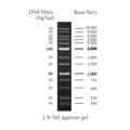 50bp DNA ladder, 50-1500bp