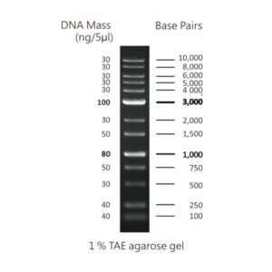 CSL MDNA 1.WEB