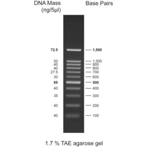 CSL MDNA 2.WEB