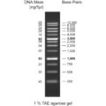 50bp DNA ladder, 50-1500bp