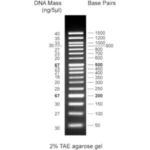 CSL MDNA 5.WEB