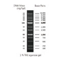 Complete High Throughput agarose gel kit and reagents