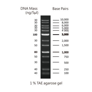 CSl MDNA 1KBPLUS