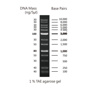 Complete High Throughput agarose gel kit and reagents