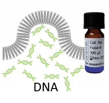 Fuse-It-DNA for DNA Transfection