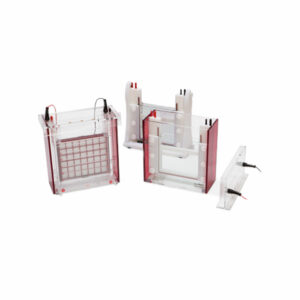 Polyacrylamide gel electrophoresis