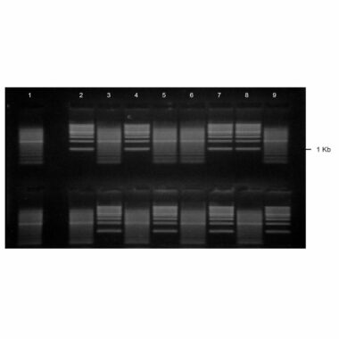 1% Agarose, 1X TAE, 2(8+1), Landscape, 11.7(w) x 5.6(l)cm, EtBr, 5 gels/Box