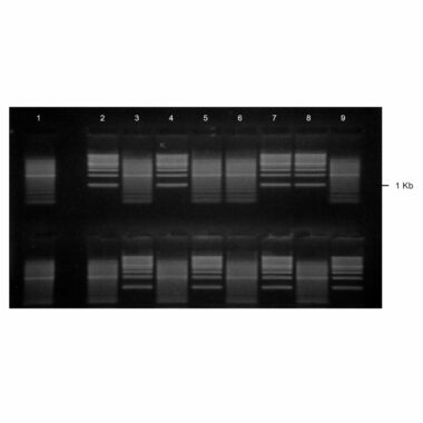 2% Agarose, 1X TAE, 2(8+1), Landscape, 11.7(w) x 5.6(l)cm, EtBr, 10 gels/Box