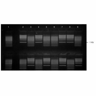 3% Agarose, 1X TAE, 2(16+2), Long, 11.7(w) x 11.7(l) cm, EtBr, 5 gels/Box