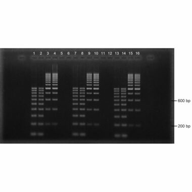 4% Agarose, 1X TAE, 16+2, Landscape, 11.7(w) x 5.6(l)cm, EtBr, 10 gels/Box