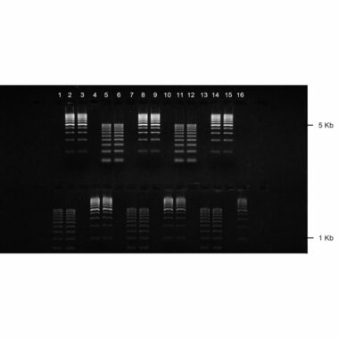 2% Agarose, 1X TAE, 2(16+2), Landscape, 11.7(w) x 5.6(l)cm, EtBr, 10 gels/Box