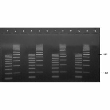 1% Agarose, 1X TAE, 4(12+1), Long, 11.7(w) x 11.7(l) cm, EtBr, 5 gels/Box