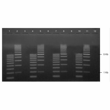 4% Agarose, 1X TAE, 12+1, Landscape, 11.7(w) x 5.6(l)cm, EtBr, 10 gels/Box