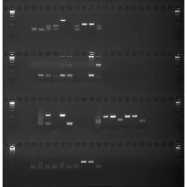 4% Agarose, 1X TBE, 4(24+1), Long, 11.7(w) x 11.7(l) cm, No Stain, 5 gels/Box