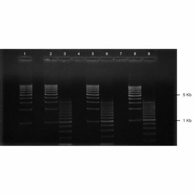 4% Agarose, 1X TBE, 8+1, Landscape, 11.7(w) x 5.6(l)cm, EtBr, 10 gels/Box