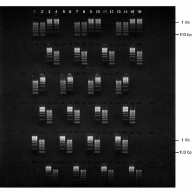 1% Agarose, 1X TBE, 6(16+2), Long, 11.7(w) x 11.7(l) cm, EtBr, 5 gels/Box