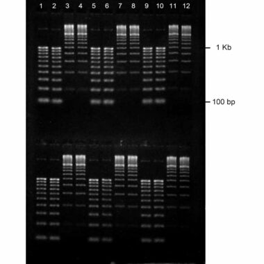 3% Agarose, 1X TBE, 2(12), Portrait, 6.5(w) x 9.5(l)cm, EtBr, 10 gels/Box