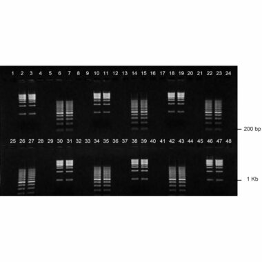 1% Agarose, 1X TBE, 2(24+1), Landscape, 11.7(w) x 5.6(l)cm, EtBr, 10 gels/Box