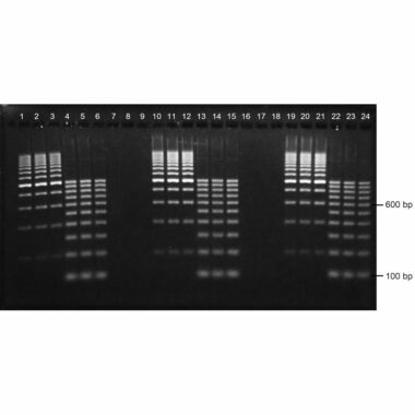 1% Agarose, 1X TBE, 24+1, Landscape, 11.7(w) x 5.6(l)cm, EtBr, 10 gels/Box