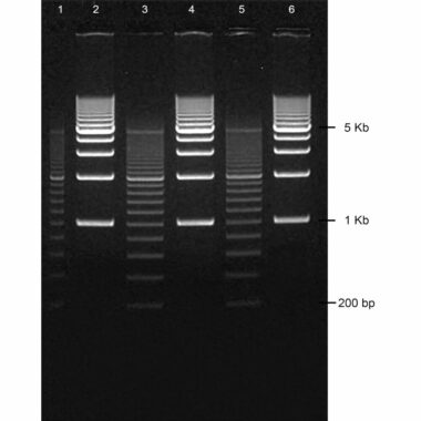 1% Agarose, 1X TBE, 5+1, Portrait, 6.5(w) x 9.5(l)cm, EtBr, 10 gels/Box