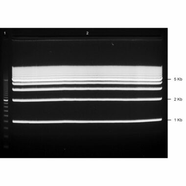 1% Agarose, 1X TAE, 1+1, Medium, 11.7(w) x 8.9(l) cm, EtBr, 5 gels/Box