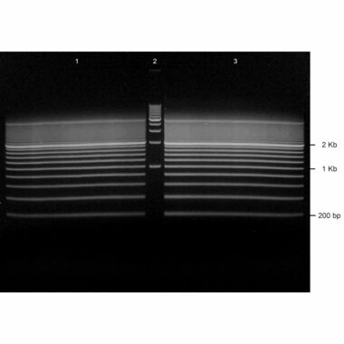 0.8% Agarose, 1X TAE, 2+1, Medium, 11.7(w) x 8.9(l) cm, EtBr, 5 gels/Box