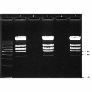 No-Stain Agarose Gels