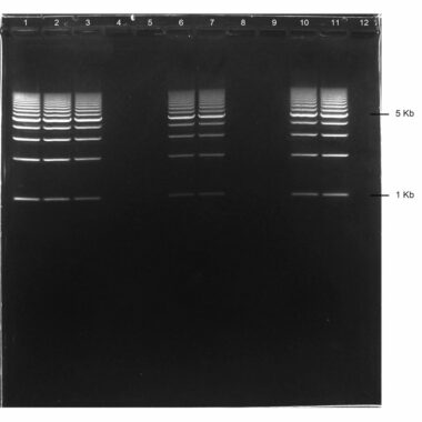 1% Agarose, 1X TAE, 12+1, Long, 11.7(w) x 11.7(l) cm, GelGreen, 5 gels/Box