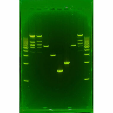 1% Agarose, 1X TAE, 10, Portrait, 6.5(w) x 9.5(l) cm, GelGreen, 10 gels/Box