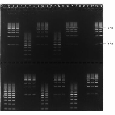 3% Agarose, 1X TBE, 2(24+1), Long, 11.7(w) x 11.7(l) cm, Gel Green, 5 gels/Box