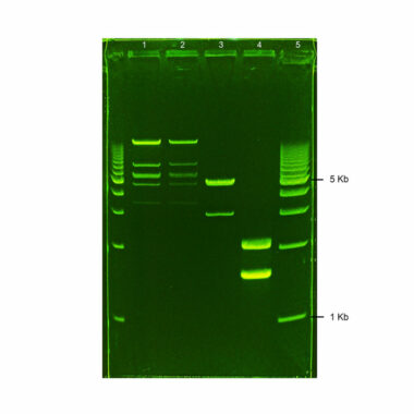 1% Agarose, 1X TAE, 5+1, Portrait, 6.5(w) x 9.5(l) cm, GelGreen, 10 gels/Box