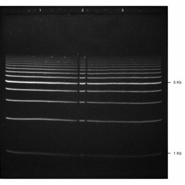 1% Agarose, 1X TAE, 2+1, Long, 11.7(w) x 11.7(l) cm, GelGreen, 5 gels/Box