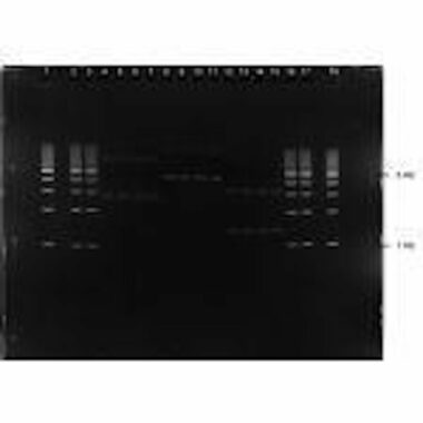 0.8% Agarose, 1X TAE, 16+2, Medium, 11.7(w) x 8.9(l) cm, GelGreen, 5 gels/Box