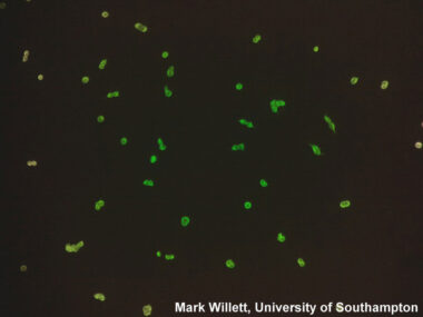 ioLight Compact Inverted Cell Imager with Fluorescence, 1mm field of view