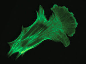 Imaging Reagents