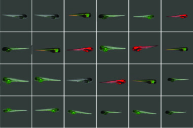 Athena Zebrafish Image Analysis Software