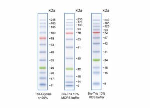 PAGE Reagents