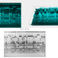 Phoretix1D - Automatic SDS PAGE and Western Blot Analysis Software