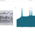 Phoretix1D - Automatic SDS PAGE and Western Blot Analysis Software