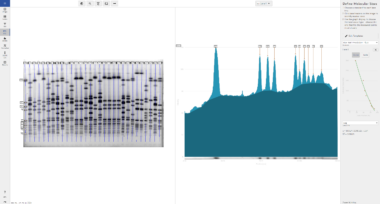 Phoretix1D - Automatic SDS PAGE and Western Blot Analysis Software